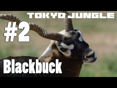 Tokyo Jungle: BlackbuckSurvive over 100 years Part 2 of 4