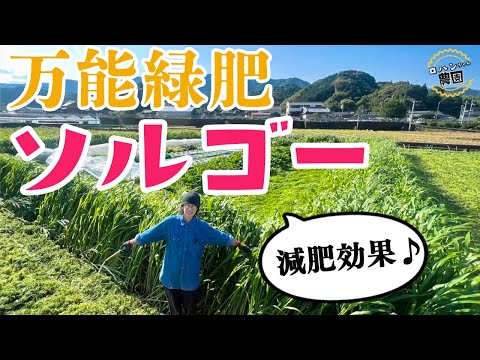 園芸 栽培ソルガム、コモンソルガム