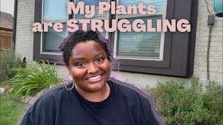 🔴LIVESTREAM: What’s wrong with my plants?