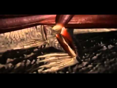 Faszination Dschungel doku