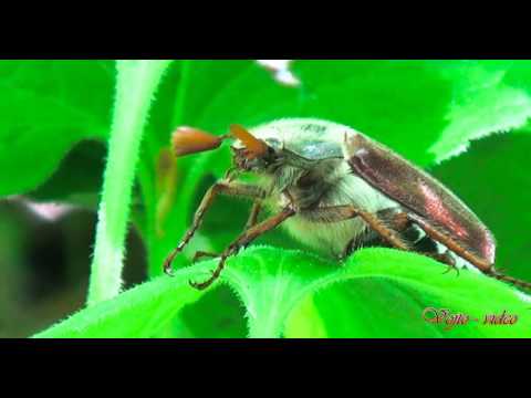 becixmat - Relax 2759 - Príroda - 2K