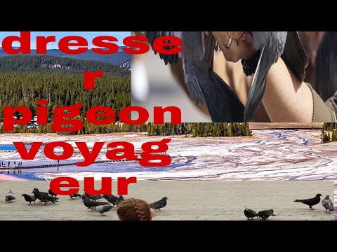 , title : 'Comment dresser pigeon voyageur'