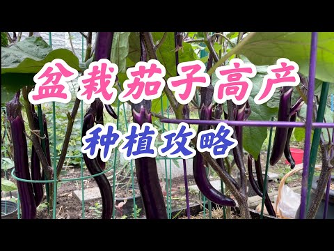 盆栽茄子高产种植攻略：#勤浇水 #结果期施加磷钾肥 #摘除根部茄子 #剪去侧芽或侧枝。
