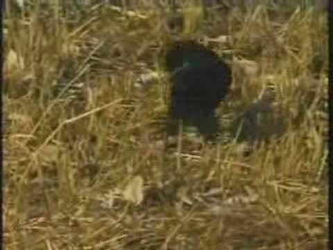 Red-Billed Buffalo Weavers