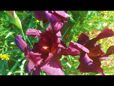 Reserve of Iris endemics, Netanya