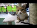 Misha 2 Year Old Orange And Brown Tabby Female Kitty Peninsula Humane Foundation PetCo