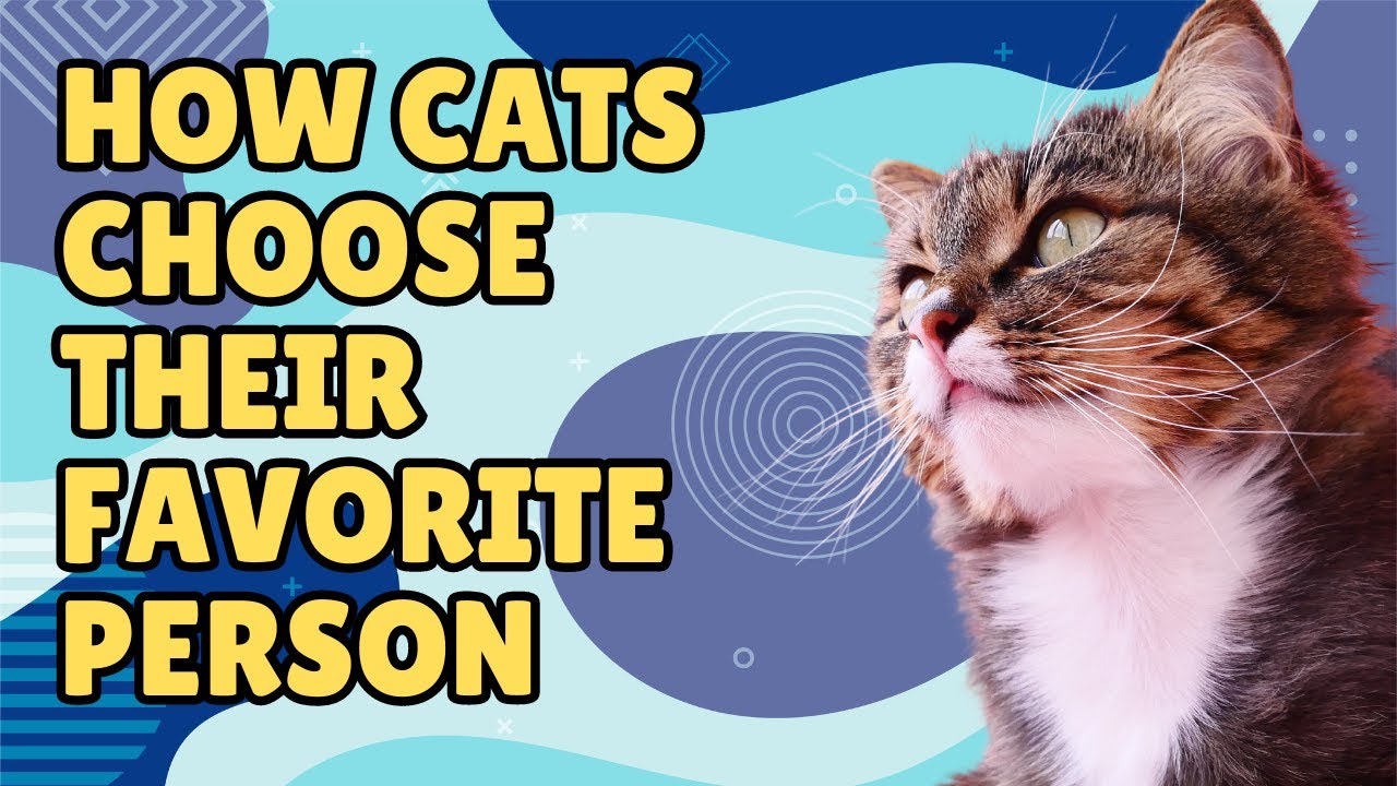 How Cats Choose Their Favorite Person