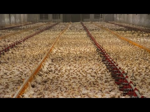 Mind Blowing Process of Modern Chicken Hatchery