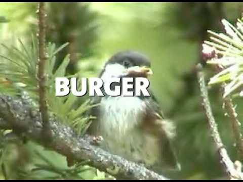 YouTube video about: What bird says cheeseburger?