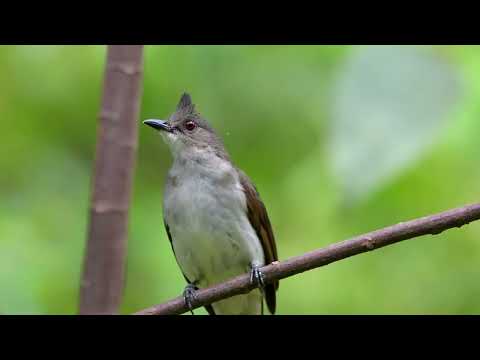 Bulbul vlnený (Pycnonotus eutilotus) — správanie, biotop a hlas