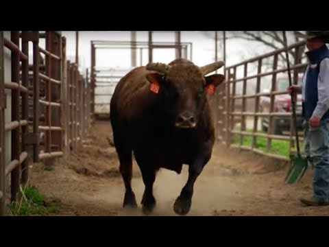 An unbelievable story of one of the rankest bulls, Ricky Vaughn.