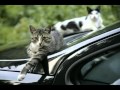 Smooth Jazz - Acoustic Alchemy - The Panama Cat