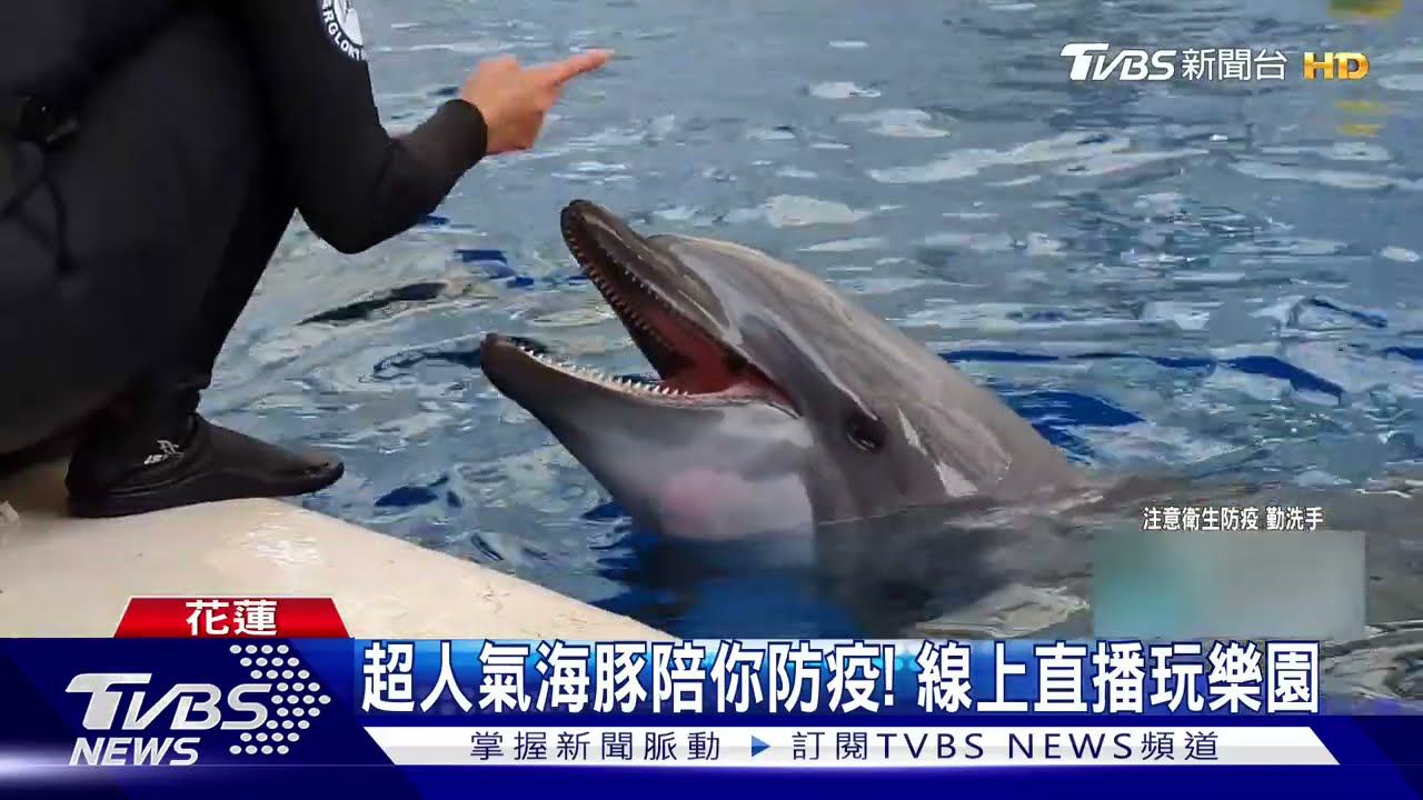 居家防疫不悶!推「線上玩樂園」直播看超人氣動物明星