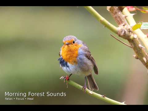 Peaceful Morning Forest Sounds  1 Hour Meditation & Healing Nature Ambience
