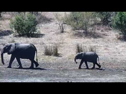 Djuma: Two Elephants - 13:04 - 09/23/21