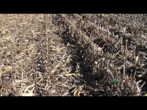 Iron Talk #607-Chopping Corn Heads (From Ag PhD #607 11/22/09)