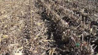 Iron Talk #607-Chopping Corn Heads (From Ag PhD #607 11/22/09)