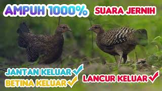 Download lagu Suara pikat ayam hutan hijau jantan, betina . memanggil ayam hutan yang lain. TERBARU  AMPUH‼️ mp3 Download lagu Suara pikat ayam hutan hijau jantan, betina . memanggil ayam hutan yang lain. TERBARU  AMPUH‼️ mp3