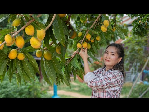 Pick Egg Fruit Canistel In My Homeland | Eating Fresh Egg Fruit & Making Egg Fruit Cake Recipe