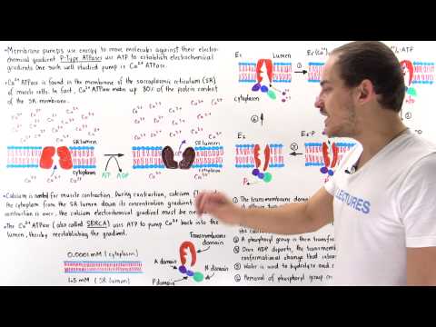 P-Type ATPases (SERCA)