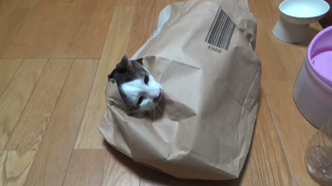 紙袋ですが何か？【続き】