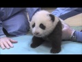Crawling Squeaking Panda Cub 10th Exam