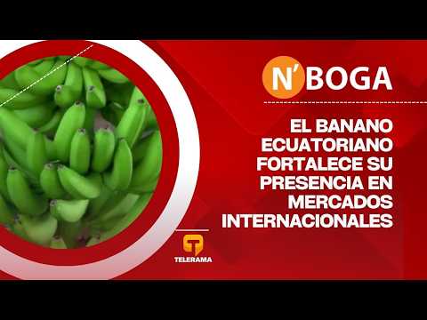 El banano ecuatoriano fortalece su presencia en mercados internacionales