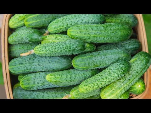 Best Way To Grow Cucumbers From Seed - A Step-by-Step Guide To Growing Delicious Cucumbers!