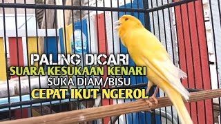 Download lagu kenari gacor panjang Cuit Cuit EMOSI, Pancingan Kenari Paud Belajar Bunyi, terapi AMPUH Kenari MACET mp3