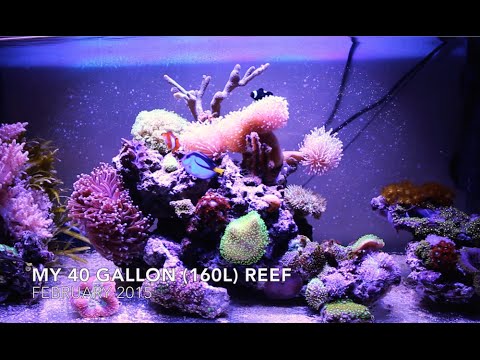 Scuba Diving | My 40 Gallon Reef Tank | 2015