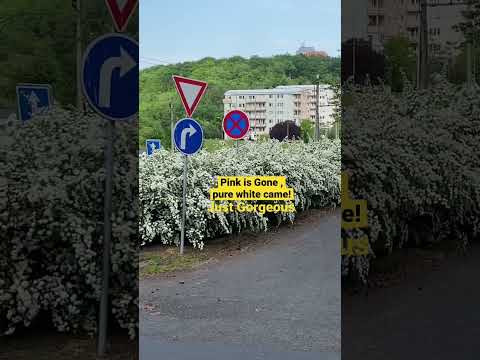 White Spirea Shrubs Plants! | Beautiful! #whiteflower  #shrubs #spirea #flowers  #czechrepublic