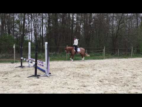 Never Forget (FS Numero Uno x Neckar) dressage 4yo mare