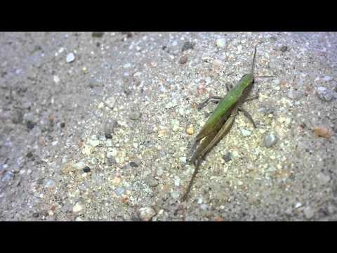 one-legged grasshopper / Einbeinige Heuschrecke 1080p HD