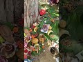 Vat Savitri Pooja Vatsavitri Vatsavitripooja Vatsavitripuja Pooja Worship Bhaktistatus