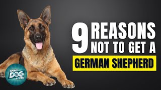 9 Reasons Why You SHOULD NOT Get a German Shepherd