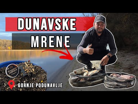 Pecanje MRENE na Dunavu – NEVEROVATAN FEEDER DAN