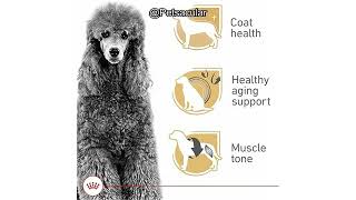 Royal Canin Poodle Adult Dry Dog Food Review: Is It Worth th