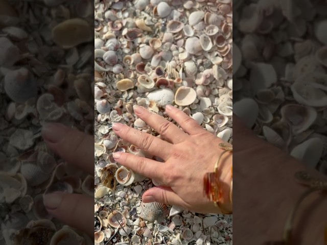Vídeo relacionado con Jangostor Conchas Marinas Conchas Marinas Mixtas, 3 cm-9cm Conchas Marinas de Playa de Diversos tamaños y Estrellas de mar para Rellenos de jarrones Fiesta temática de la Playa decoración de Bodas