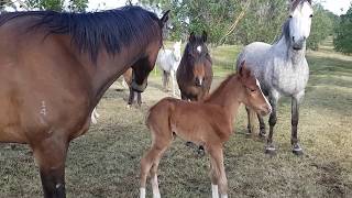 134ll Orphan Foal FInds A New Mum, Australian Brumby challenge Lara Beth