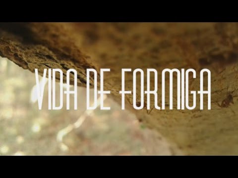 Curta Metragem: Vida de Formiga
