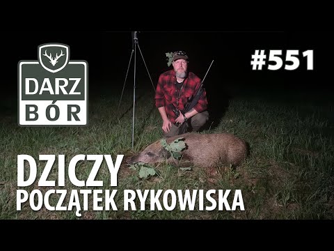 Darz Bór odc. 551. Czekając na Rykowisko. Siedząc na ambonie. Dziki w szybkiej odsłonie.