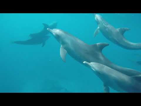 Thumbnail image for the video