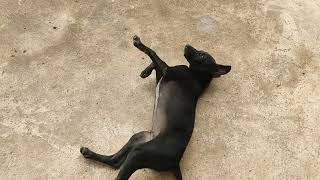 Lazy dogs sleeping #dog #pets #animals