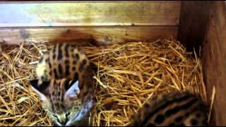 preview picture of video 'Les bébés servals'