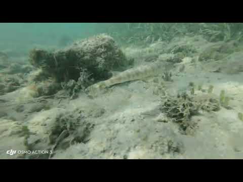 Snorkelling in Negril Jamaica (1) on the Riu Negril beach Bloody Bay