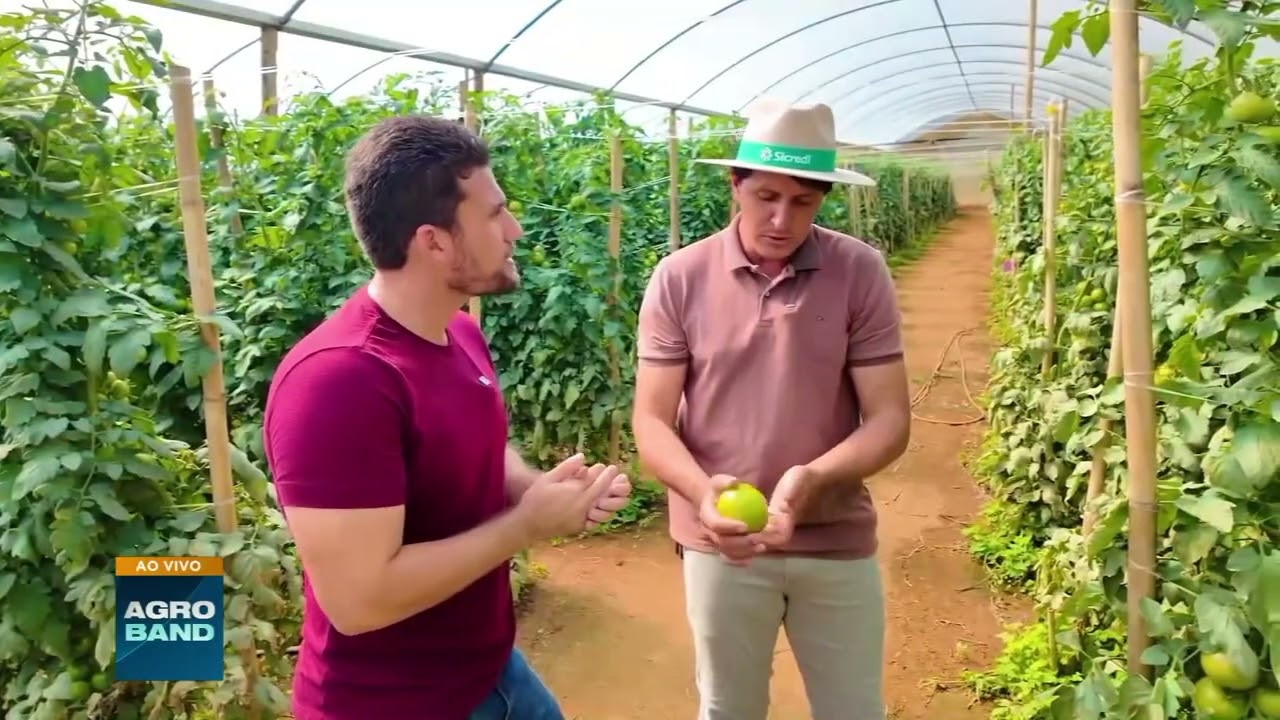 Cooperativismo transforma produção de tomate e aumenta renda de agricultores no ES