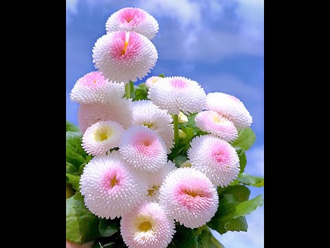 Bless Me Dub (Drummie Ank Version)