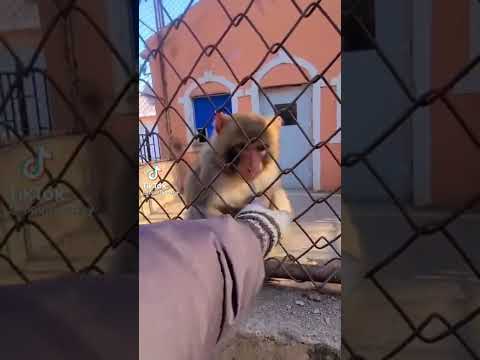 borja 4: la rebelión del simio