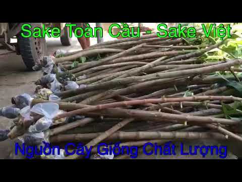 Thu hoạch cây giống Sake - Sake Toàn Cầu - Sake Việt - The Breadruit tree 