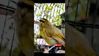 Download lagu cikrak daun gacor #cikrakdaun #parepare #burung #kicaumonster #burungmasteran #tweet #birds #2023 mp3